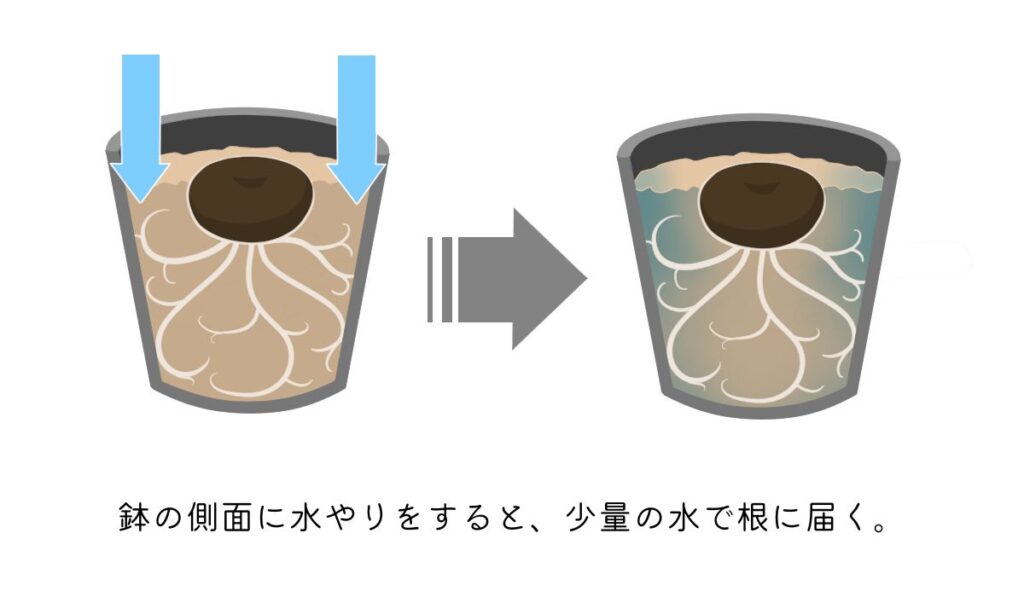 原種シクラメンの休眠中の水やり方法